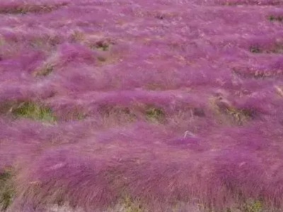 粉黛亂子草是幾月份開花？