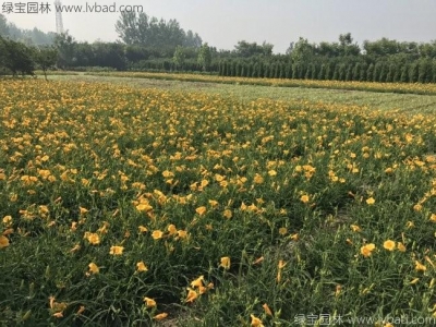 萱草花能吃嗎？