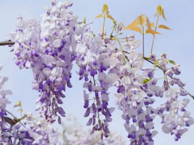 紫藤花好養嗎紫藤樹好栽嗎