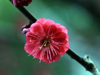 紅梅在廣東可以種植嗎？