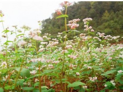 江西8月份可種植蕎麥嗎？