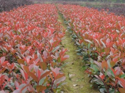 紅葉石楠10月份能栽活嗎？