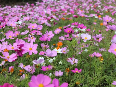 格桑花可以在家里養嗎？