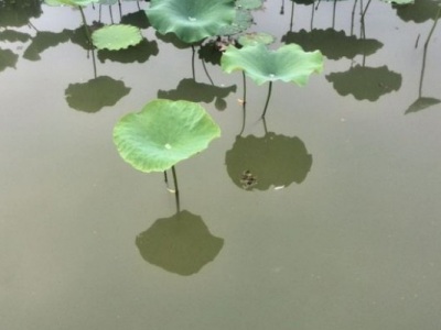 東北有荷花嗎？