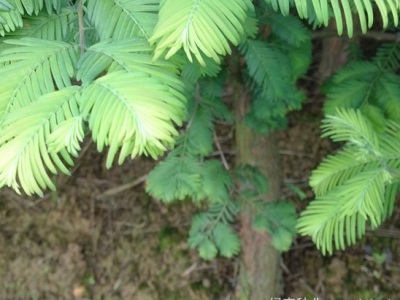 水杉北方可以種植嗎