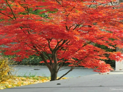 紅楓樹黑龍江能種植嗎？