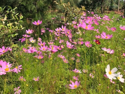 北方室外多年生草本花卉呢？