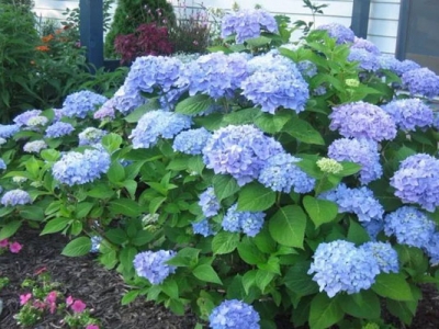 繡球花六月份能移植嗎？