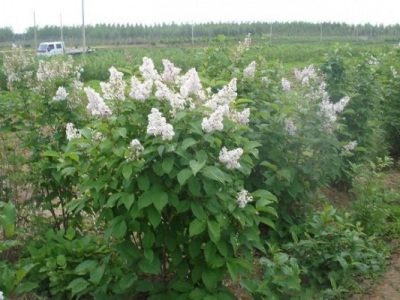 丁香花夏季能移栽嗎？