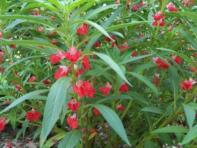 鳳仙花是指甲花嗎