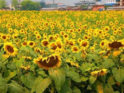 向日葵7月份可以種植嗎？