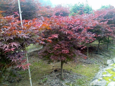 紅楓配什么植物,楓樹和什么植物搭配