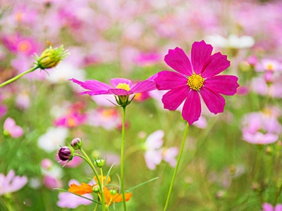 7月份可以種植格桑花嗎？