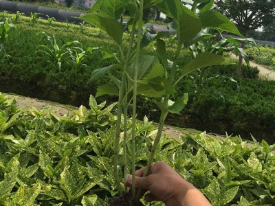 繡球花能用種子種嗎