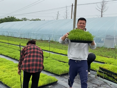 佛甲草草坪可以踩嗎？