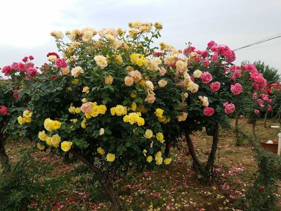 樹狀月季花樹北方能種植嗎？