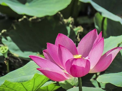 黑龍江能種荷花嗎