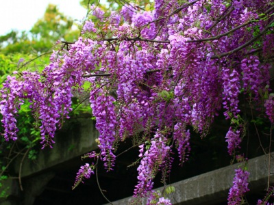 紫藤花季是什么時候？