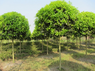 夏天可以種桂花樹嗎,夏天栽桂花樹能活嗎