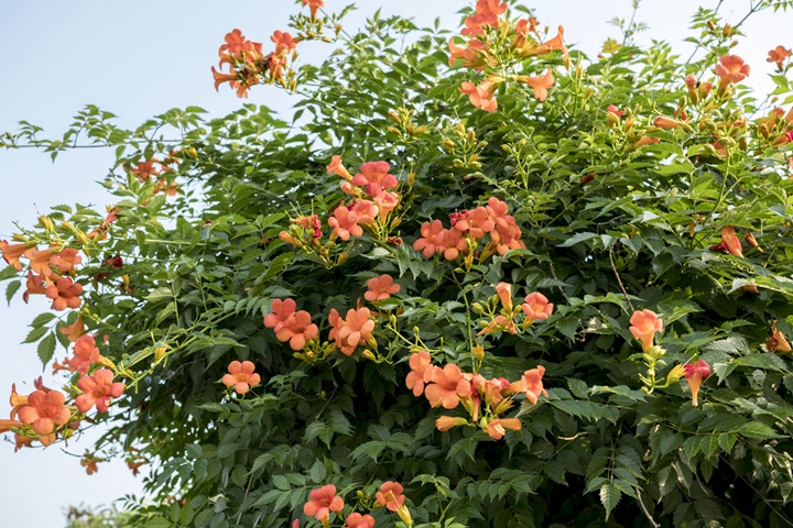 凌霄花耐寒嗎