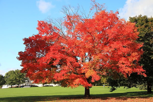 紅楓.jpg