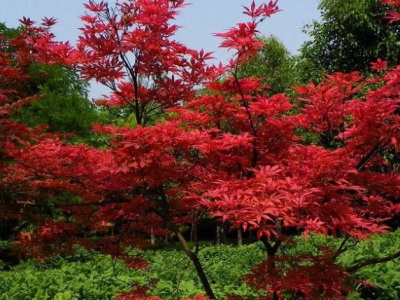 日本紅楓的葉子夏天為什么不紅?