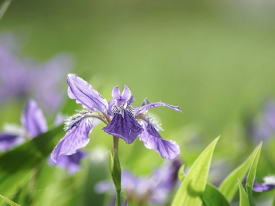 鳶尾種子發芽最適溫度？