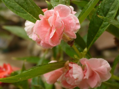 鳳仙花怕水嗎？