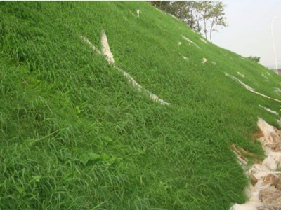 植草護坡工程中要注意些什么？