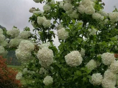 木本繡球花怕凍嗎？