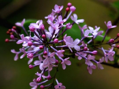 春季開藍紫色花木本植物