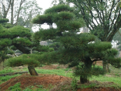 黑松種子幾月份種植？