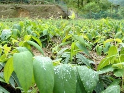 金銀花種子夏天可以種植嗎