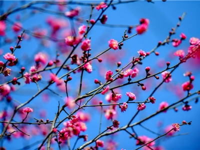 臘梅花籽什么時候播種