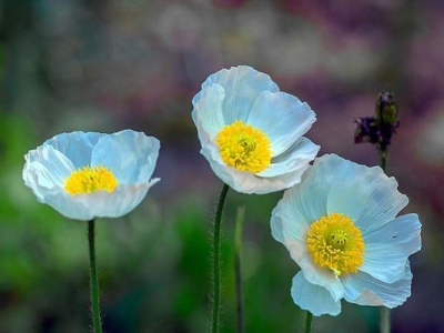 青島常見的花壇花卉是哪些？