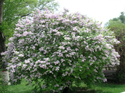 丁香花種植時間在什么時候？