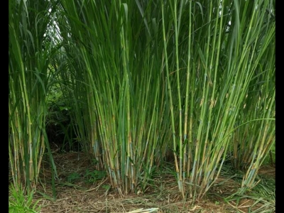 甜象草一畝地產量多少