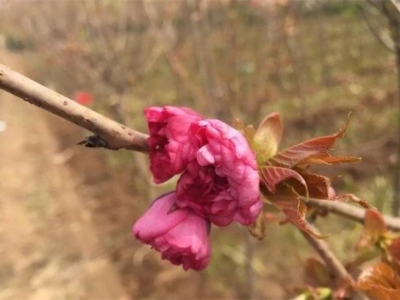 福建能種櫻花？