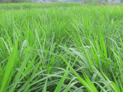 黑麥草一畝地能產多少斤草