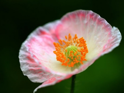 虞美人花的花期幾月結束？