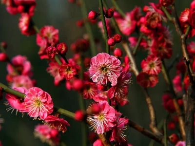 紅梅花哪種最好看