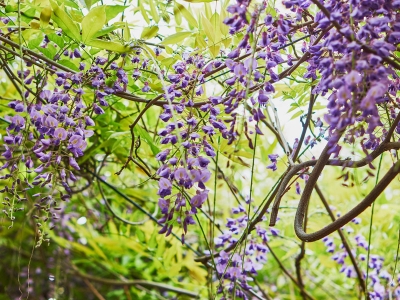 紫藤花種院子大門口好不