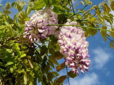 門口種紫藤好，還是凌霄花好