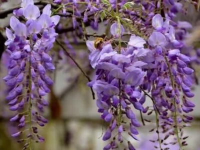 紫藤花能盆栽養室內嗎