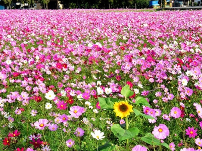 格桑花有幾季開花？