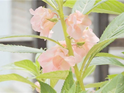 鳳仙花幾個花瓣？