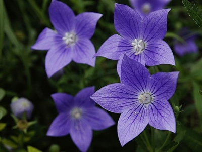 桔梗花幾天發芽？