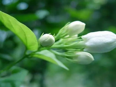 茉莉花幾天發芽？