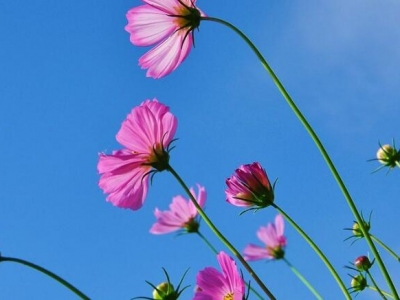 格桑花原產地