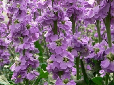 夏天開花草本花卉